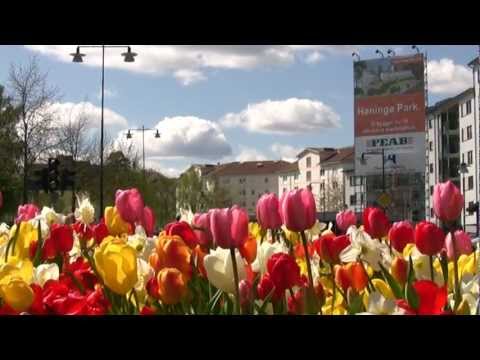 2012-05-13 Handen - Rondellblommor