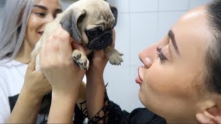 SURPRISING MY SISTER WITH A NEW PUPPY!!
