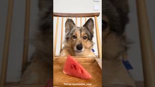 スイカ食べたよ🍉Special Thanks✨@pomeshel_moa#犬のいる暮らし 暮らし #わんこのいる生活 #犬 #犬バカ部 #犬好きな人と繋がりたい