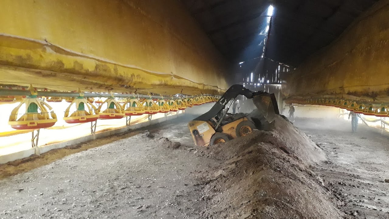 Veja como é feito o processo da cama de aviário após carregamento dos frangos !