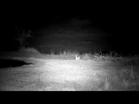Djuma: Duiker getting drink at pan - 21:34 - 09/13/21