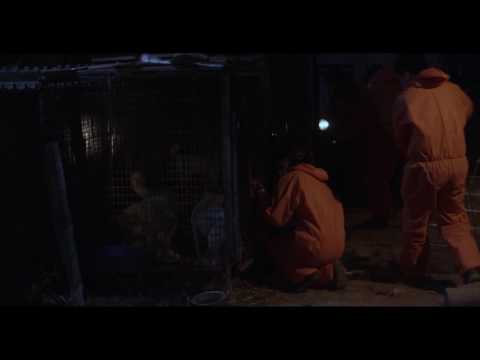 [MSFF 2017] 비정성시_누렁이들 / 가성문