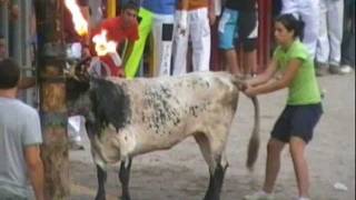 preview picture of video 'Vacas enfundadas kintos Betxi 18-08-2011'