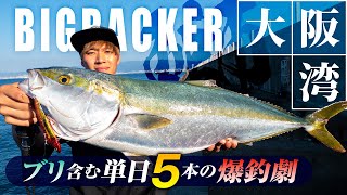 [jigging] 捕捉yellowtail和白眼！对于一个一年去大阪湾超过 300 天blue fish人来说，什么是jigging！ ? / USHIO 岸 / 金井光辉