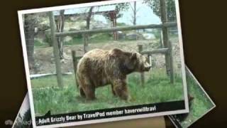 preview picture of video 'Bear World!!! :) Havervwilltravl's photos around West Yellowstone, United States (travel pics)'