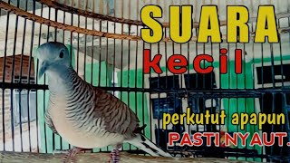 Download lagu Perkutut lokal gacor suara kecil - SANGAT AMPUH MENGUNDANG BUNYI PERKUTUT LAIN mp3 Download lagu Perkutut lokal gacor suara kecil - SANGAT AMPUH MENGUNDANG BUNYI PERKUTUT LAIN mp3