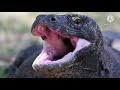 Komodo Dragon Open Mouth