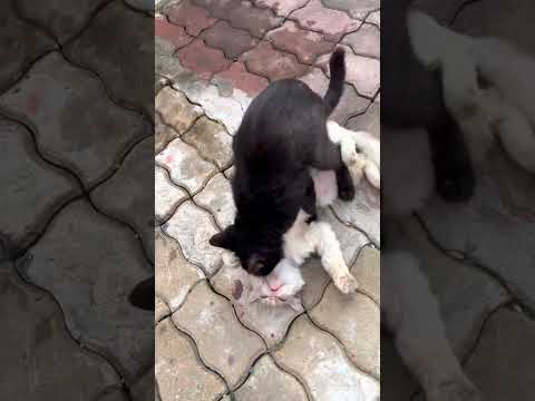 Cute Cats Mating l Crazyket Channel