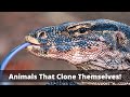 3 Animals That Reproduce Through Cloning