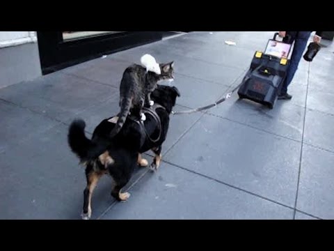 Animales encima de otros animales