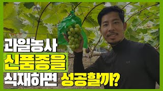 2022년도 농업 추천 과일나무 4가지! / 과일나무 재배 전 꼭 시청하세요!
