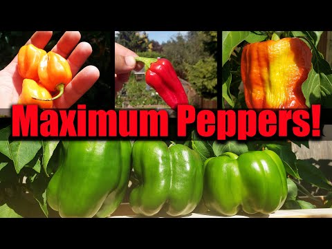 Boosting Your Peppers Mid Season - Garden Quickie Episode 16