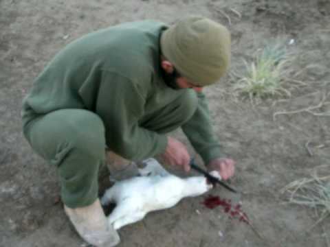marines cutting chicken head off..