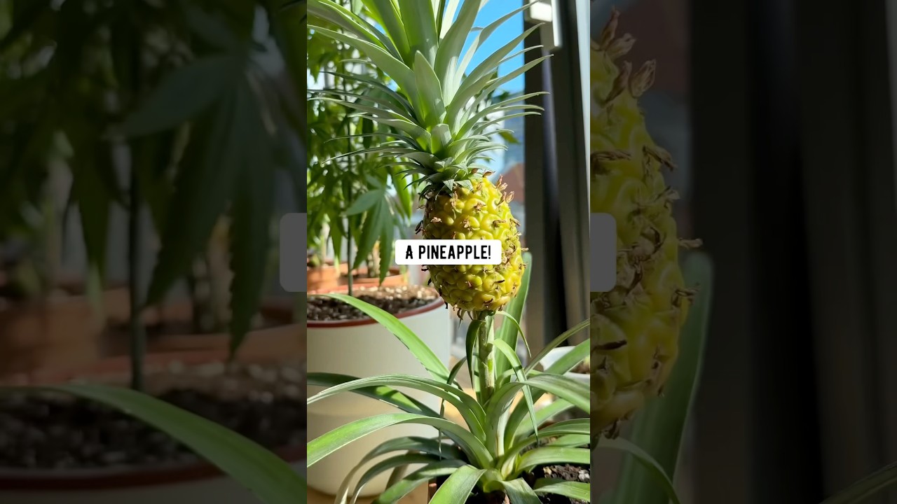 Pineapple Homemade | creative explained