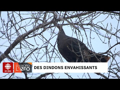 D'abord l'info | Faune : des dindons envahissants à Montréal