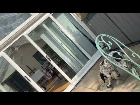 Mira and Tanya’s dogs