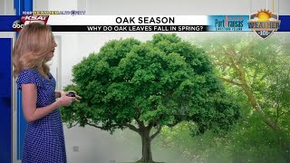 Sarah explains oak allergy