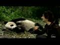 A Panda Love Song 