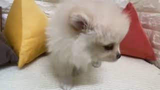 ポメラニアンの動画01