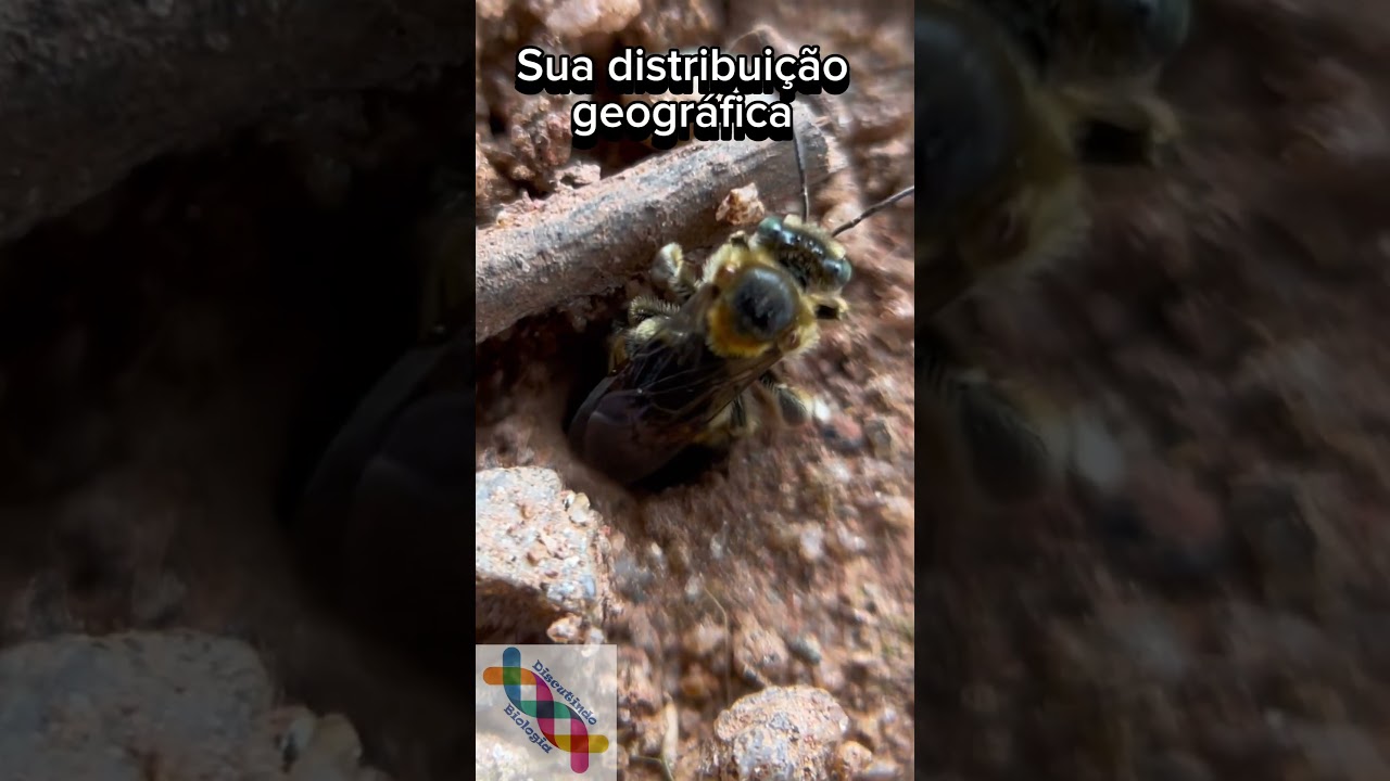 Raríssima Uruçu-de-chão. #shortsvideo #shorts #short #apicultura #abelhas #curiosidades #zoologia
