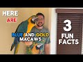 3 Fun Facts About Blue And Gold Macaws