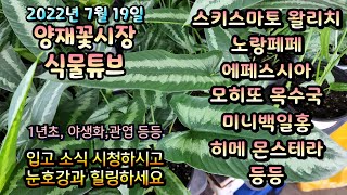 양재꽃시장 식물튜브 2022년 7월 19일 [미니국화, 아스틸베, 배롱나무, 함박자스민, 노랑페페, 스키스마…