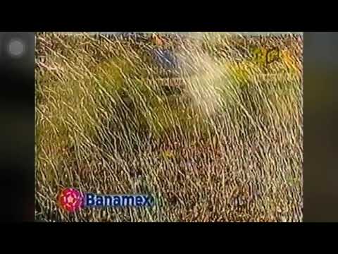 "Recibimiento del Clásico 67 - Tigres 0-0 mty" Barra: Libres y Lokos &bull; Club: Tigres