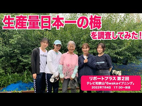 リポートプラス　第２回 「生産量日本一の梅を調査してみた！」