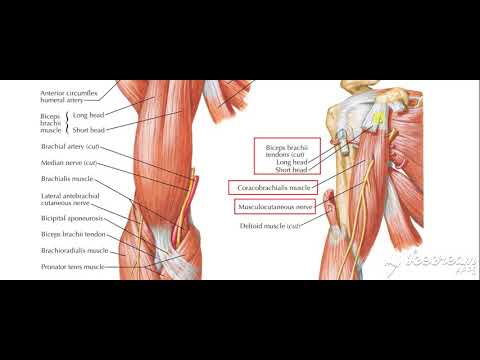 Musculocutaneous nerve 3