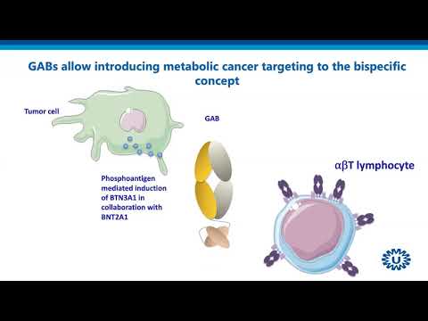 Mastering T cell diversity for a successful clinical translation