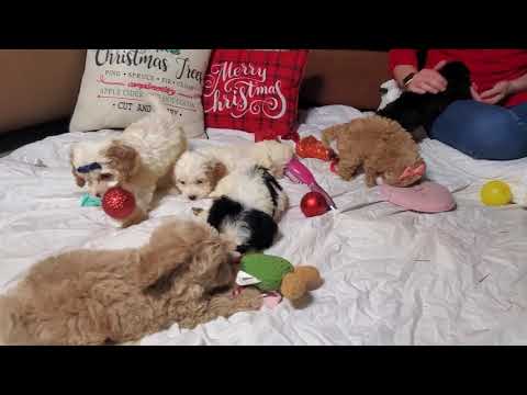 Little Miss - Cockapoo puppy for sale