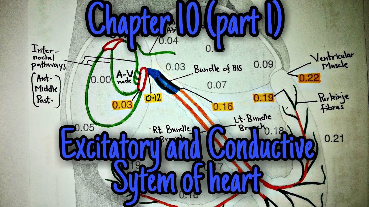 Excitatory and conductive system of heart -Chapter 10 part 1 Guyton and hall text book of physiology