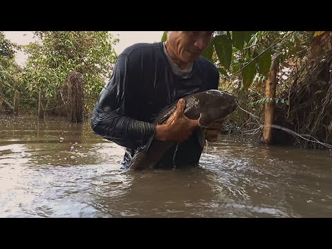 ang tunay na dambuhalang dalag, sobrang bigat ikarga#amazingfishing