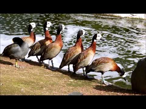 White-Faced Whistling Ducks, Dendrocygna viduata, San Diego Zoo Safari Park