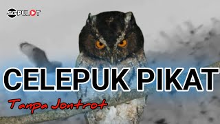 Download lagu Celepuk/Buweh Memanggil Lawan,Suara Pikat Burung Hantu Paling TOP mp3