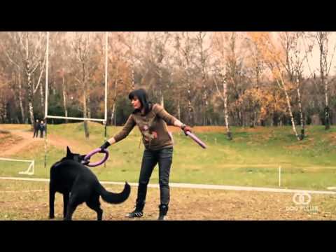 DOG PULLER Championship