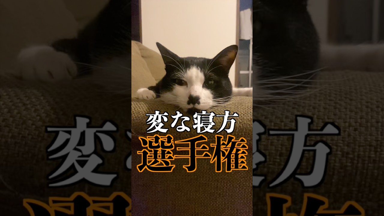 猫による変な寝方選手権が開催されました