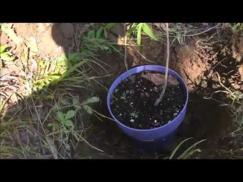 download lagu mp3 mp4 Best Time To Plant Paw Paw Tree, download lagu Best Time To Plant Paw Paw Tree gratis, unduh video klip Best Time To Plant Paw Paw Tree