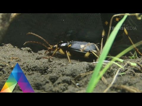 a tüdő helmintiasei mit kell enni amikor férgek