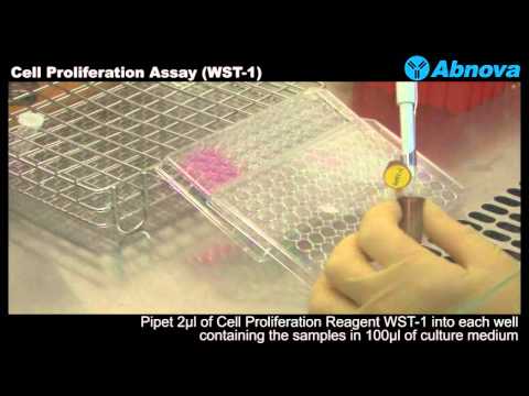 Cell Proliferation Assay (WST-1)