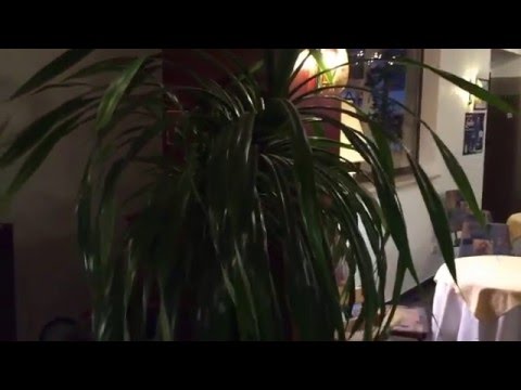 Rundgang Hotel & Restaurant Flemmingener Hof Hartha