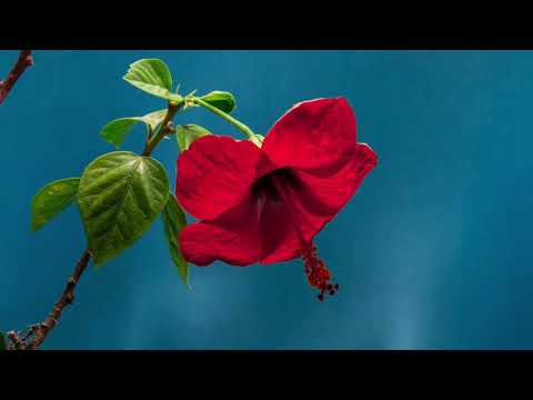 COLOURFUL FLOWER AND RELAXING MUSIC || FEEL IT