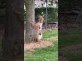 FF Coco the Breton trying to coax a squirrel from a tree