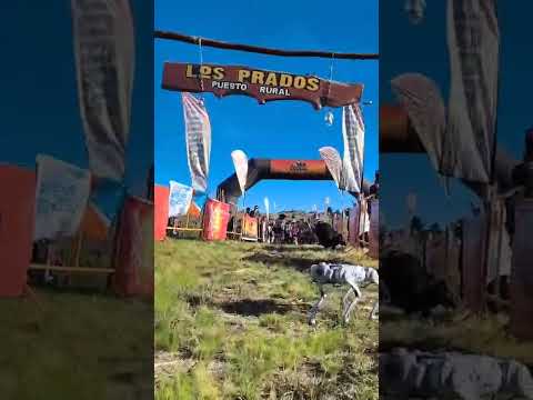 Lutti Córdoba Perro robótico !!!  2025