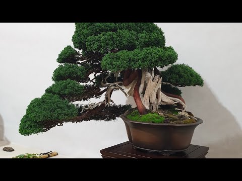 Crespi cup 2023 - 14° raduno internazionale del bonsai e suiseki