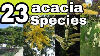 Download lagu 23 species of acacia trees and shrubs names//acacia varieties mp3 Download lagu 23 species of acacia trees and shrubs names//acacia varieties mp3