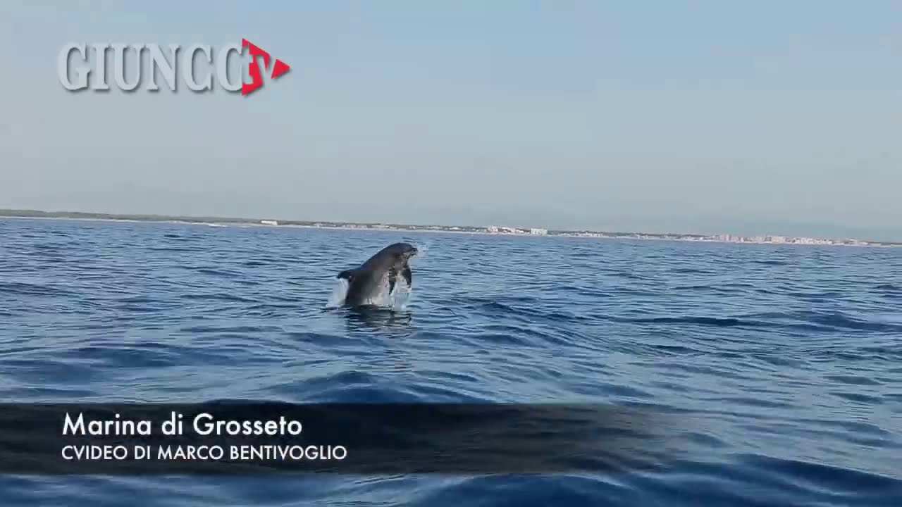 Delfini danzano: lo spettacolo nel mare della Maremma