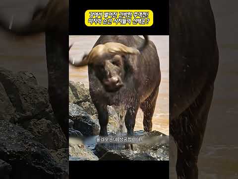 강에서 벌어진 긴박한 추격전! 마지막 순간 사자들의 선택은? #사자 #물소 #야생동물