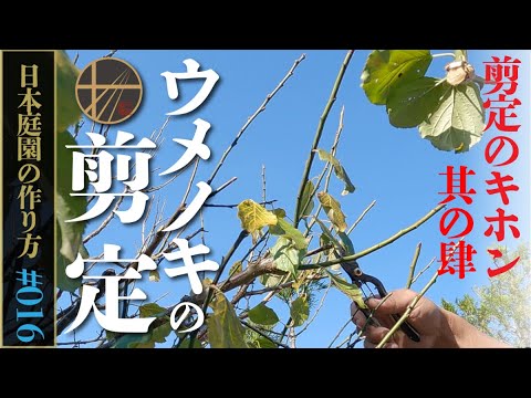 2022年の梅の木の剪定時期と方法