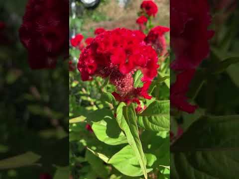 今年の最初の花が咲きます 1 月 2 月 庭の飾り 水仙 水仙